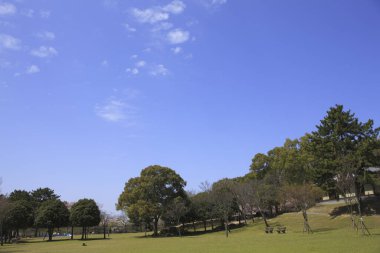 Parkın ağaçlı güzel manzarası 