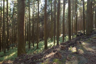 Dağlardaki yeşil orman