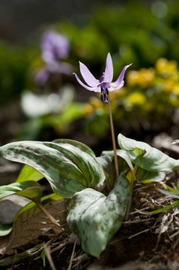 Bahçedeki güzel çiçekler