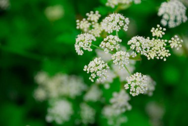 Bahçedeki güzel çiçekler
