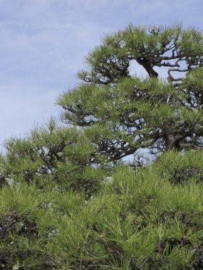 Mavi gökyüzü, bitki örtüsü ve doğa karşısında güzel ağaç dallarının alçak açılı görüntüsü  