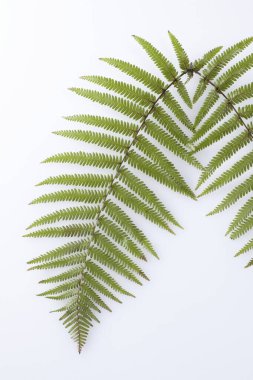 Beyaz zemin üzerine yeşil eğreltiotu yaprakları 