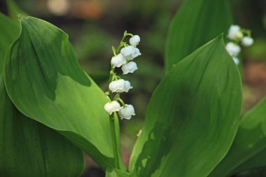 Ormandaki vadinin beyaz çiçekleri