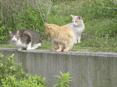 Kediler sokakta oturuyor.