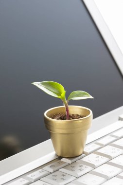 Beyaz arka planda yeşil bitkisi olan bilgisayar klavyesi.