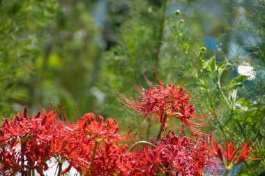 Şehir parkındaki kırmızı beyaz çiçek.
