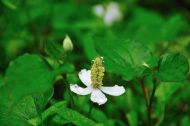 Bahçedeki güzel çiçekler