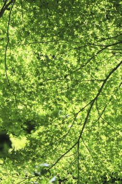 Ormandaki güzel yeşil yaprakların arka planı                   