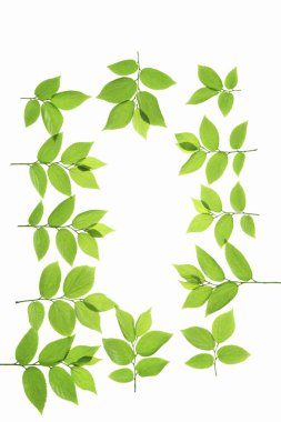 beyaz arkaplanda yeşil yapraklar izole 