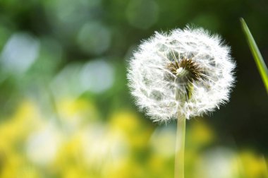 Yazın karahindiba çiçeği