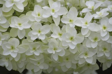 Güzel beyaz ortanca çiçekleri. Kashiwaba Ajisai