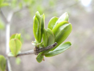 Bahçedeki dalların üzerinde güzel yeşil yapraklar