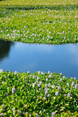 Lotus çiçek ve su birikintisi