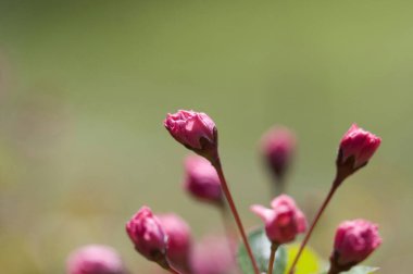 Bahçedeki güzel pembe çiçekler