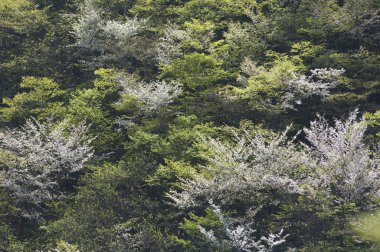 Güzel botanik fotoğrafı, doğal duvar kağıdı.