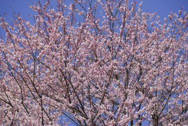 Bahçedeki güzel çiçekler, baharda açan ağaçlar.
