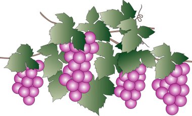 Beyaz arka plan üzerinde izole yaprakları ile üzüm.