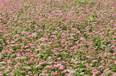 Pembe çiçek tarlası