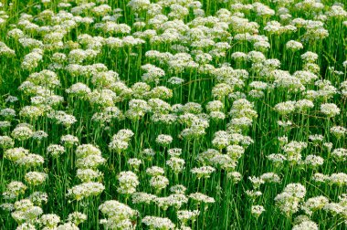 Bahçede güzel bahar çiçekleri