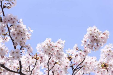 İlkbaharda kiraz ağacının çiçek açması. 