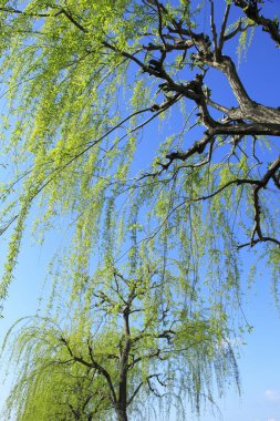 Parkta bahar ağaçları, bitki örtüsü ve doğa
