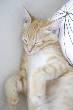 Tatlı kızıl kedi yatakta uyuyor. 