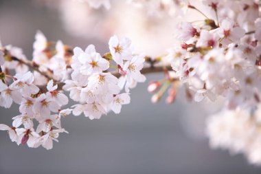 İlkbaharda kiraz ağacının çiçek açması. 