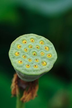 Gölette nilüfer çiçeği