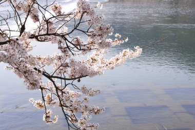 İlkbaharda kiraz ağacının çiçek açması. 