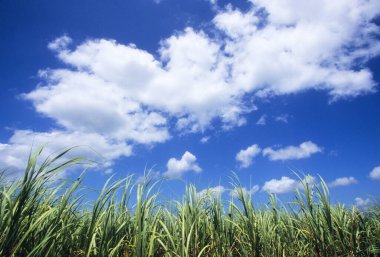 Brezilya 'da şeker kamışı tarlası