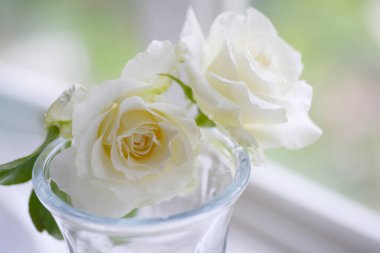 Güzel beyaz gül çiçeklerine yaklaş   