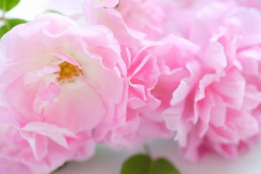 Arka planda güzel pembe güller, kapatın.