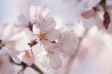 Bahçede açan güzel pembe çiçekler