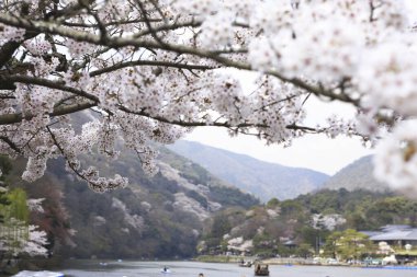 İlkbaharda kiraz ağacı çiçek açar 