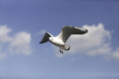 Mavi gökyüzünde uçan martı.