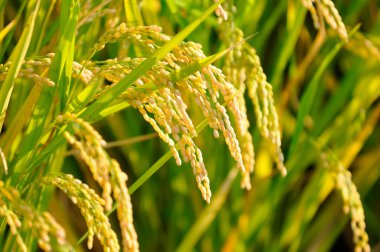 Tarladaki pirinç bitkilerinin kulakları, yakın görüş
