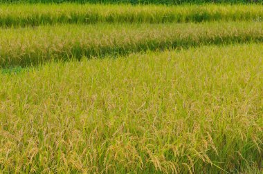 green rice field in the countryside  on nature background