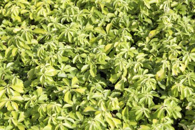 Taze yeşil yapraklar arka plan, kapatın