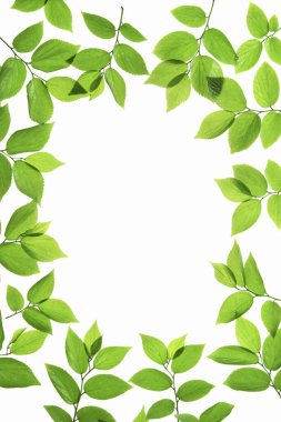 beyaz arkaplanda yeşil yapraklar izole 