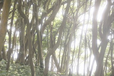 beautiful view of the forest with green trees    