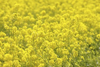 Baharda sarı kolza tohumu tarlası