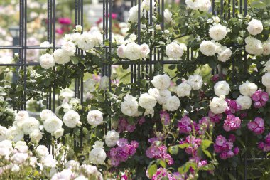 Bahçedeki beyaz gül çiçekleri