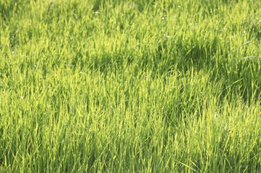Sabah yeşil pirinç tarlası
