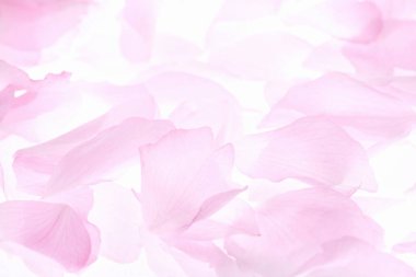 Beyaz arka planda izole edilmiş pembe çiçekler ve taç yaprakları 