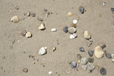 Kumsalda kayalar ve deniz kabukları var.