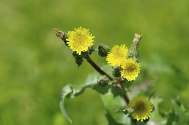 Yeşil çimenlikteki sarı karahindibanın yakın görüntüsü
