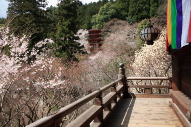 Japonya 'da kiraz çiçeği