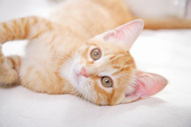 Kanepede yatan sevimli kedi yavrusu. 