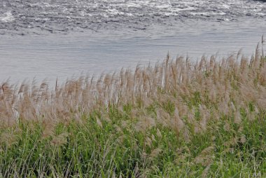 Uzun sazlıklar ve nehir suyuyla güzel bir manzara