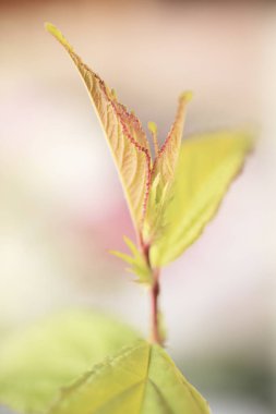 Güzel botanik fotoğrafı, doğal duvar kağıdı.